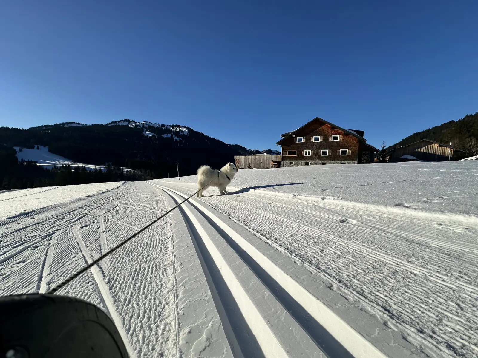 Langlaufen mit Hund in Balderschwang
