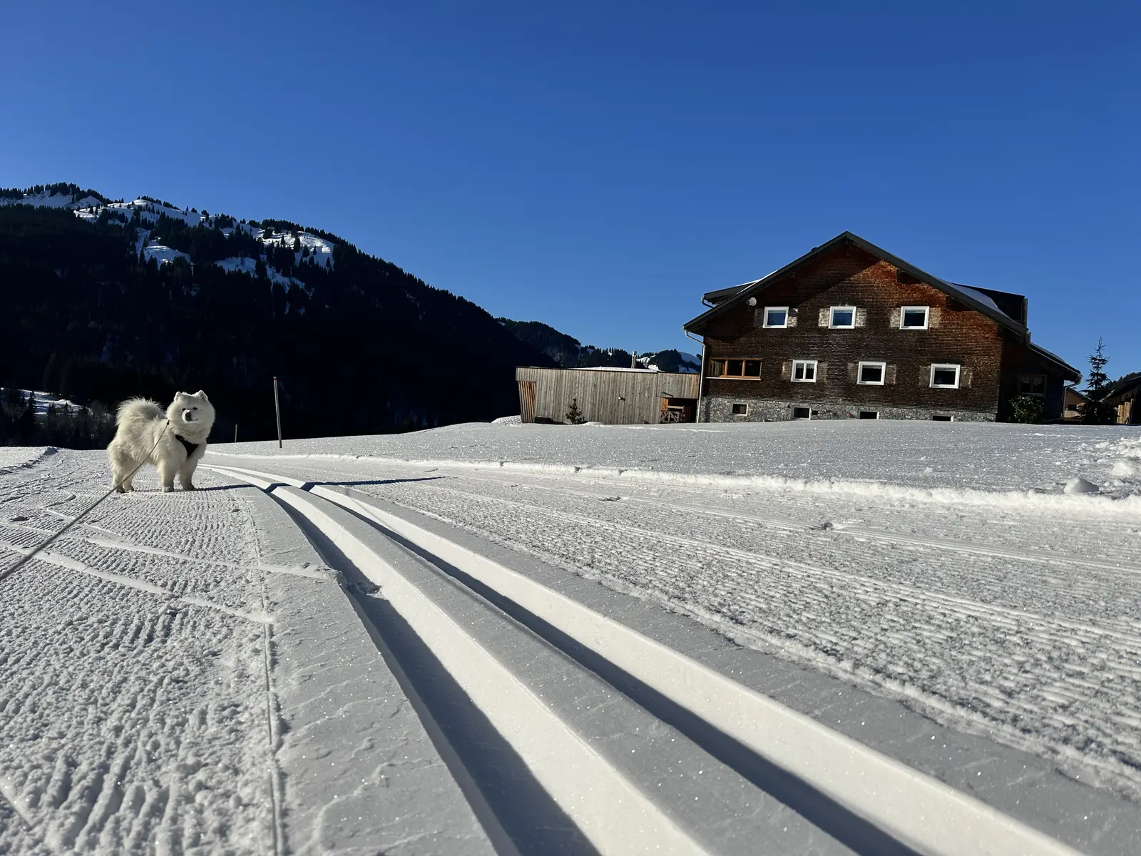 Hund auf der Langlaufloipe vor einem Haus in Balderschwang